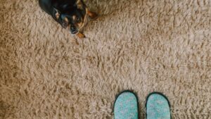 Carpet Cleaning Cost