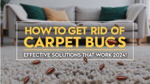 How to Get Rid of Carpet Bugs: Effective Solutions That Work 2024!