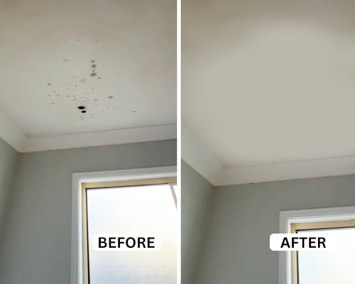 mould removal perth